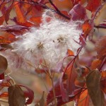 Seed Head