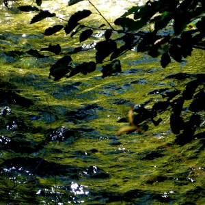 Summer Stream above Taos