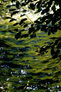 Summer Stream above Taos