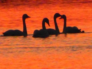 Swan Silhouette